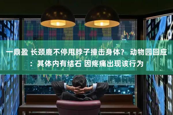 一鼎盈 长颈鹿不停甩脖子撞击身体？ 动物园回应：其体内有结石 因疼痛出现该行为